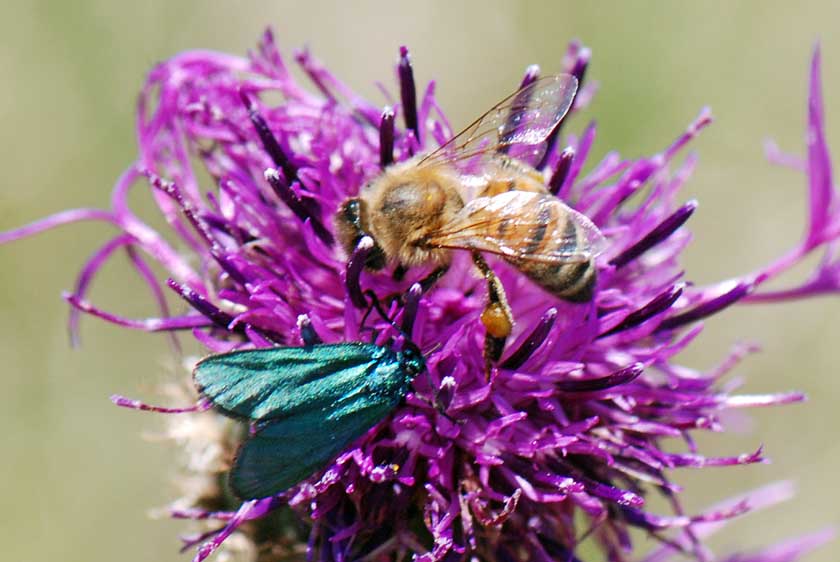 Zygaenidae da identificare